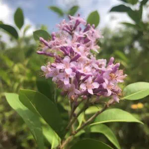 Banaba