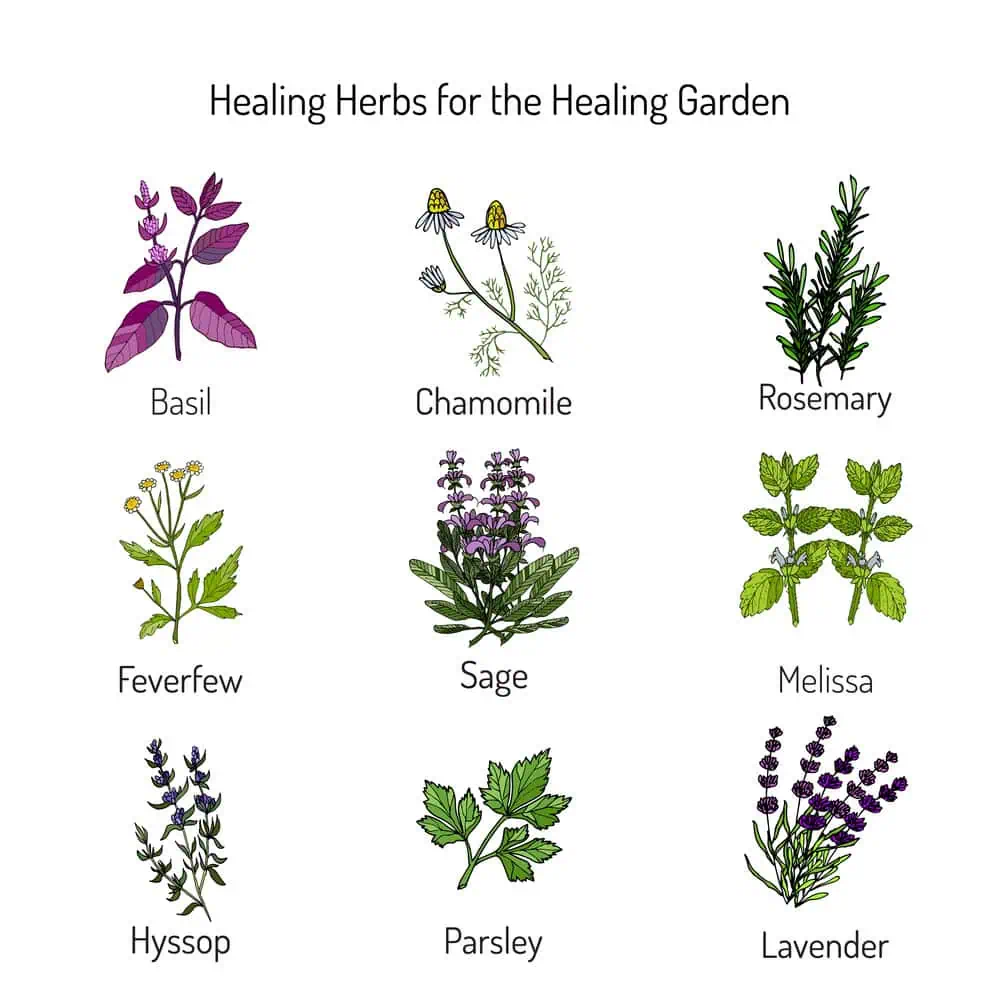 hyssop tea benefits