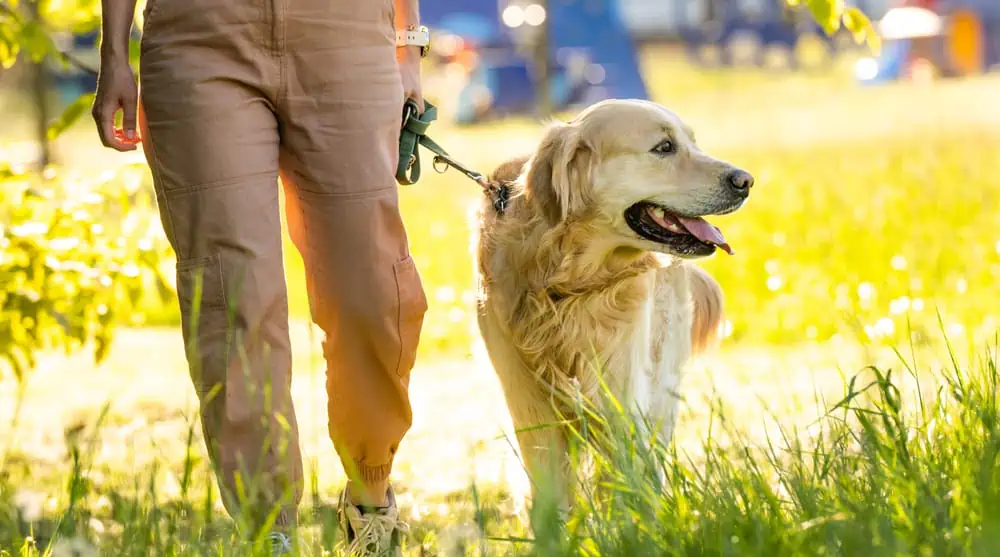 pet therapy