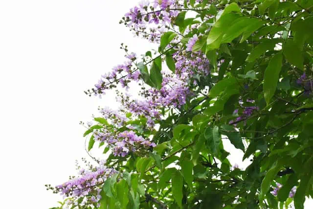 Banaba